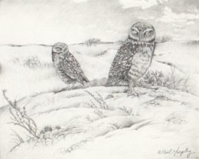 Burrowing Owl (b/w)
