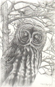 Great Grey Owl (b/w)