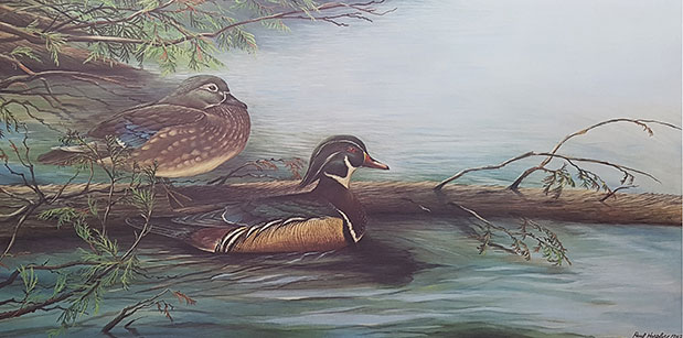 Spring Courtship - Wood ducks